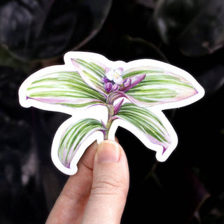 Tradescantia 'Nanouk' Sticker