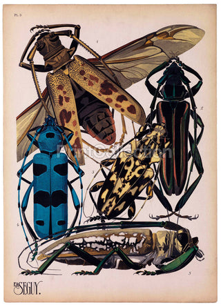Insects, Plate 3 by E.A. Seguy Print (11x14)