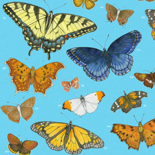 Eastern US Butterflies - 12x16" archival print