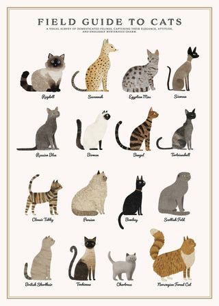 Cats Puzzle – 500Pc Tube