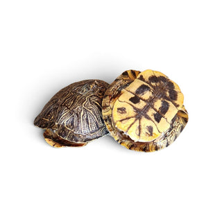 Authentic Turtle shell