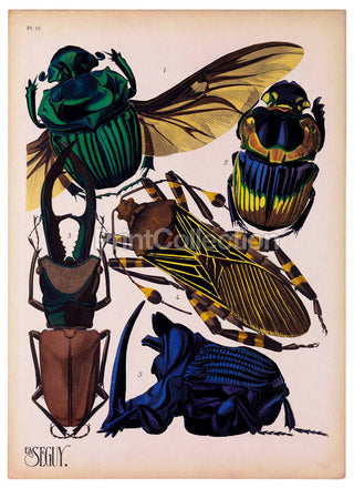 Insects, Plate 15 by E.A. Seguy Print (11x14)