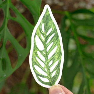 Monstera Adansonii Sticker