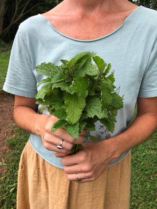 Lemon Balm Tincture