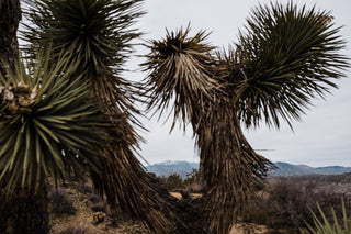 Joshua Tree | Seed Grow Kit