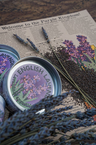 Lavender | Flower Seed Grow Kit