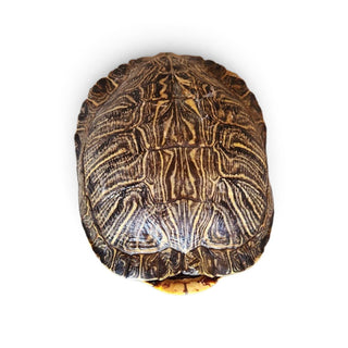 Authentic Turtle shell