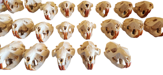 XL Beaver skulls