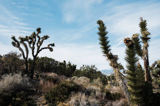 Joshua Tree | Seed Grow Kit