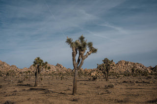 Joshua Tree | Seed Grow Kit