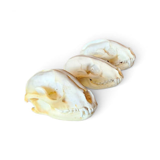 Authentic Raccoon skull