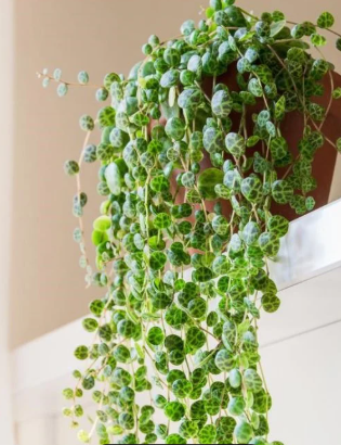 Peperomia Prostrata (String of Turtles) Hanging Plant 4"