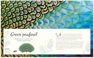 An Anthology of Exquisite Birds by Ben Hoare