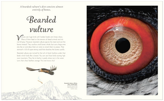 An Anthology of Exquisite Birds by Ben Hoare