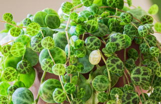 Peperomia Prostrata (String of Turtles) Hanging Plant 4"