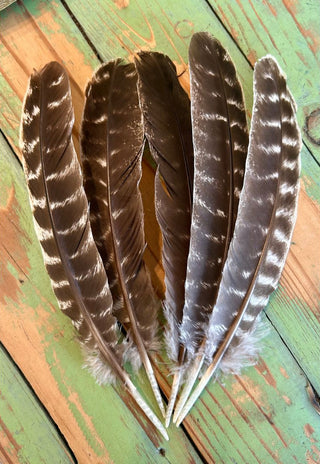 Assorted Feathers