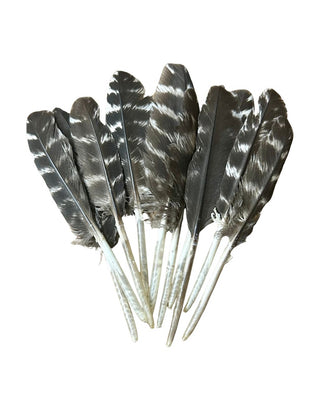 Assorted Feathers