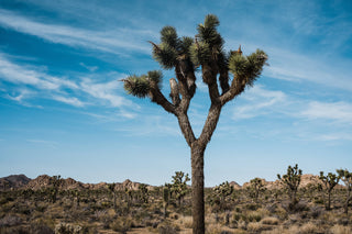 Joshua Tree | Seed Grow Kit