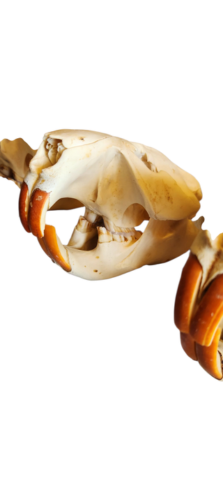 XL Beaver skulls