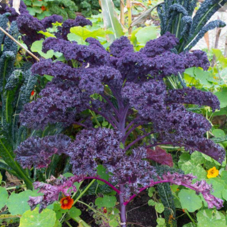 Scarlet Kale - Tarot Garden Seeds