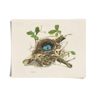 Wood Thrush Bird Nest - Vintage 10x8 Print
