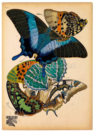 Butterflies Plate 13, E.A. Seguy Print (8x10)