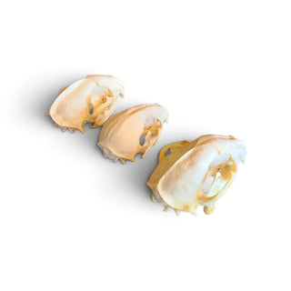 Authentic Raccoon skull