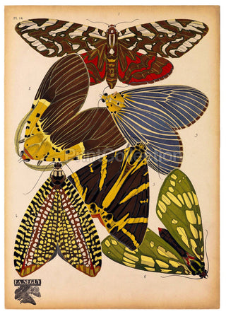 Butterflies Plate 14, E.A. Seguy Print (11x14)