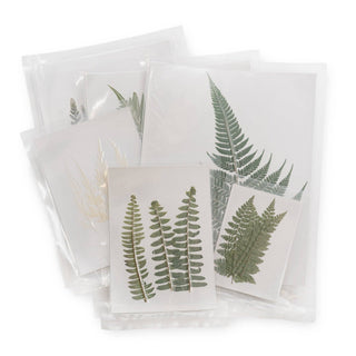 Pressed Fern Collection