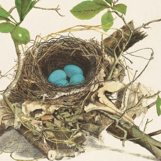 Wood Thrush Bird Nest - Vintage 10x8 Print