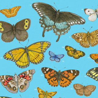 Eastern US Butterflies - 12x16" archival print