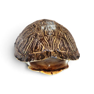 Authentic Turtle shell