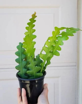 Fishbone Cactus