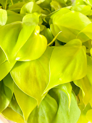 Cordatum Lemon 4" Philodendron