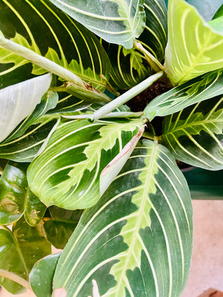 Maranta Prayer Plant Lemon Lime