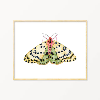 Moth #7 ~ Art Print