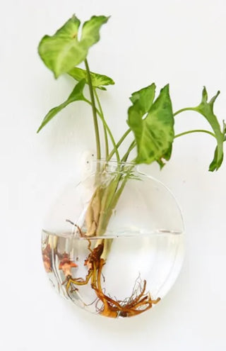 Hanging Glass Terrarium