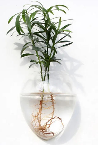 Hanging Glass Terrarium