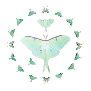 'Snowmoon' Micro Luna Moth Collection