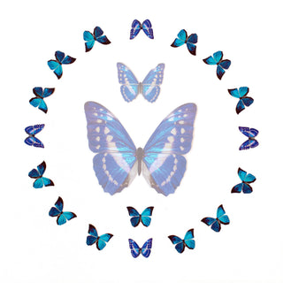 'Cerulean' Micro Morpho Butterfly Collection