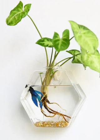 Hanging Glass Terrarium