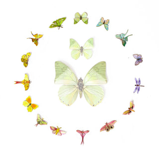 ’Utopia' Micro Moth & Butterfly Collection