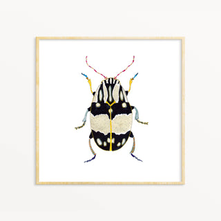 Snoogs & Wilde Art | Beetle #12 ~ Art Print