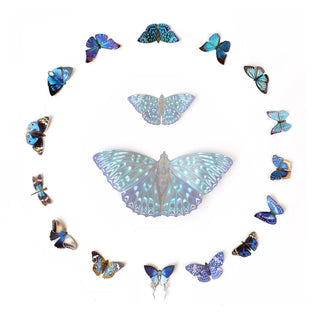 ’Galaxy' Micro Moth & Butterfly Collection